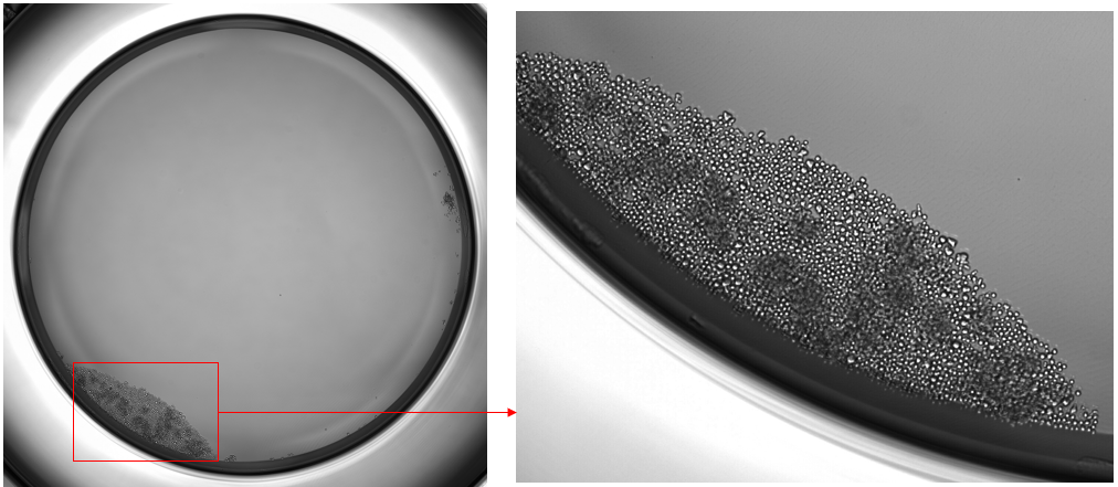 Cell3iMager新升级，加速新体验-助力单克隆细胞株筛选